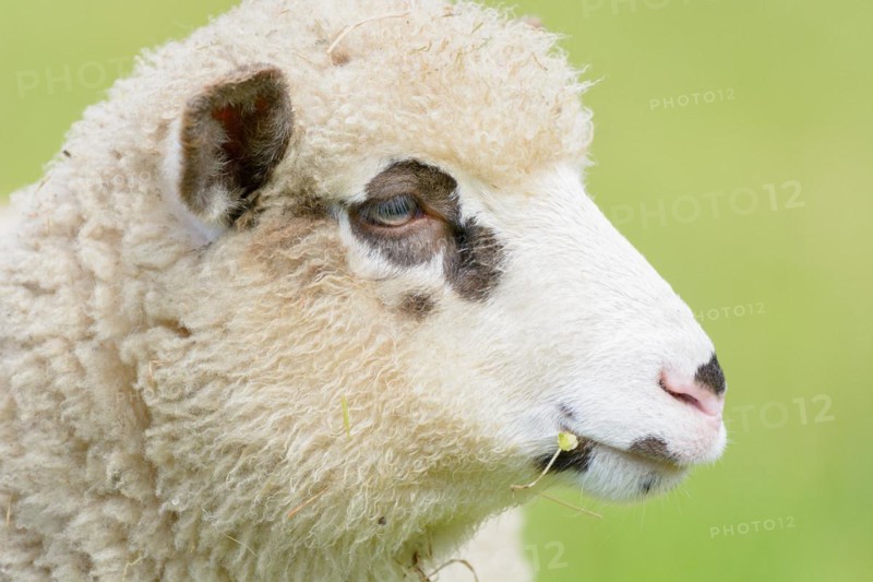 Portrait of a lamb with brown spots around the eyes. Alsace