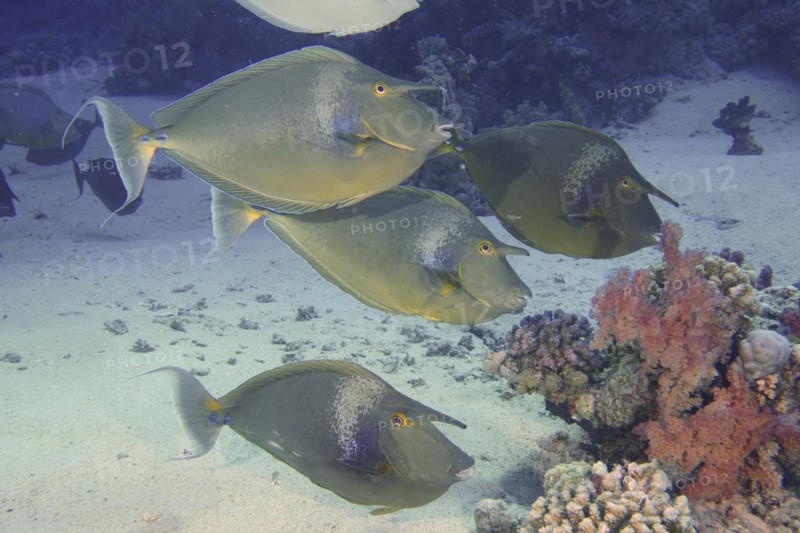 Group of bluespine unicornfish