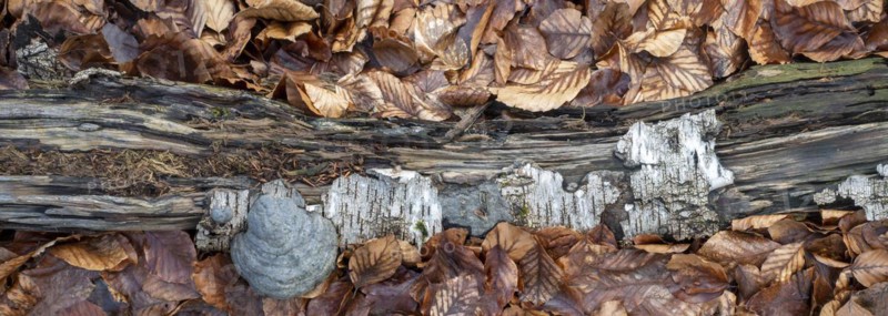 Deadwood