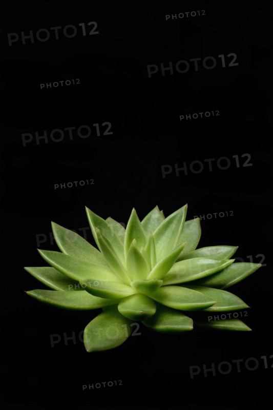 Leaf rosette of an echeveria