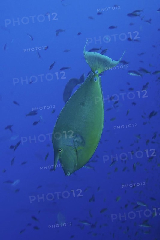 Bluespine unicornfish