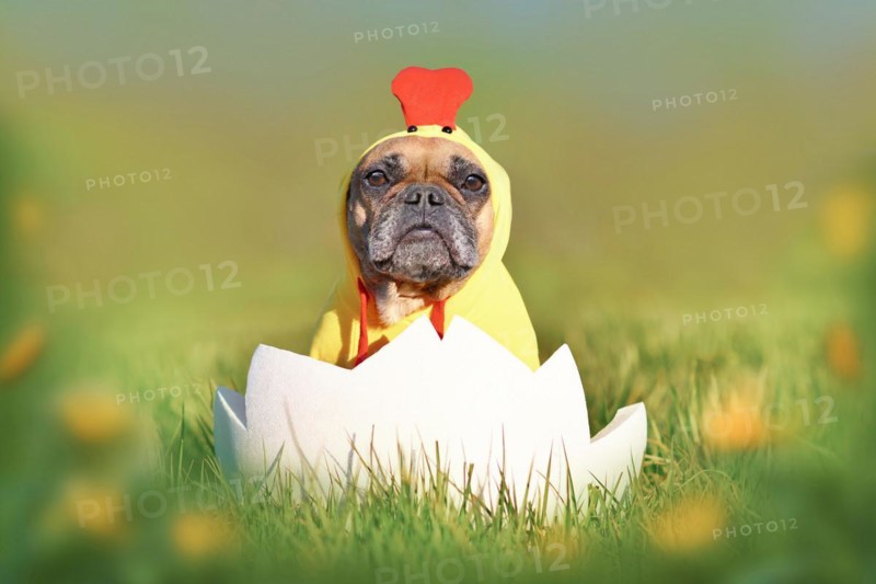 Easter chicken dog. Funny French Bulldog sitting in large Easter egg wearing a costume