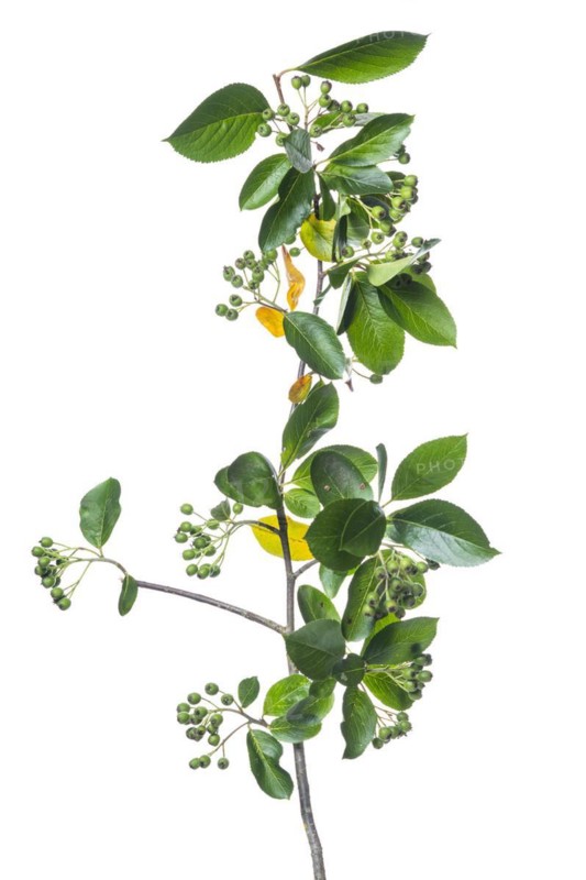 Chokeberry