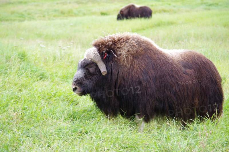 Musk ox on a farm near Anchorage