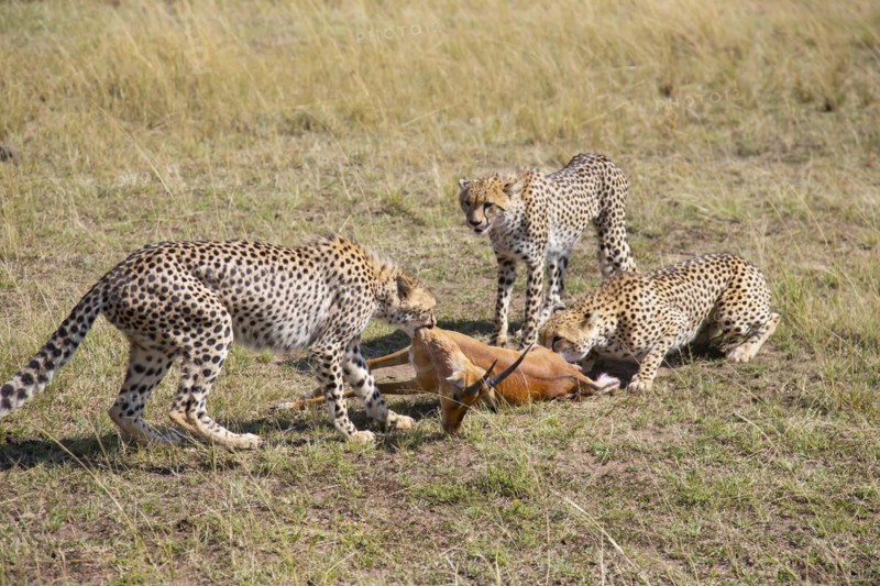 Cheetah