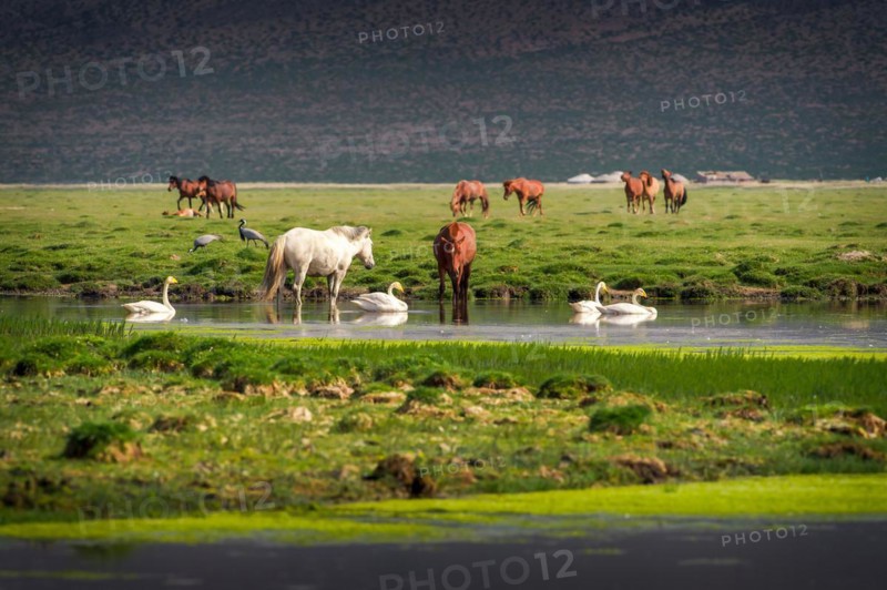 Pasture with horses