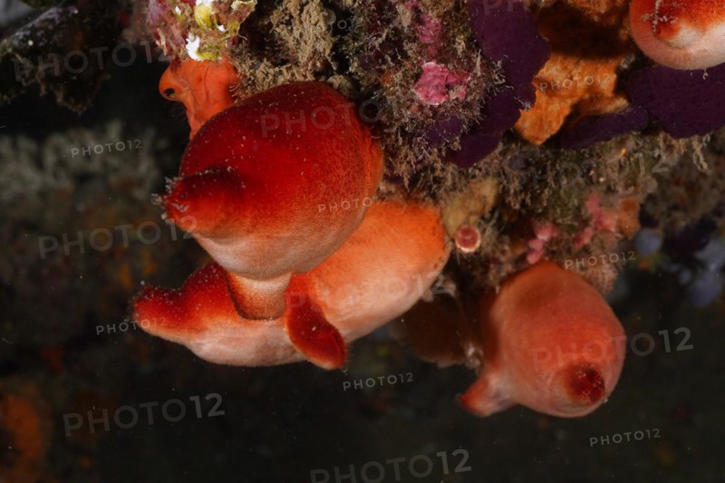 Red sea squirt