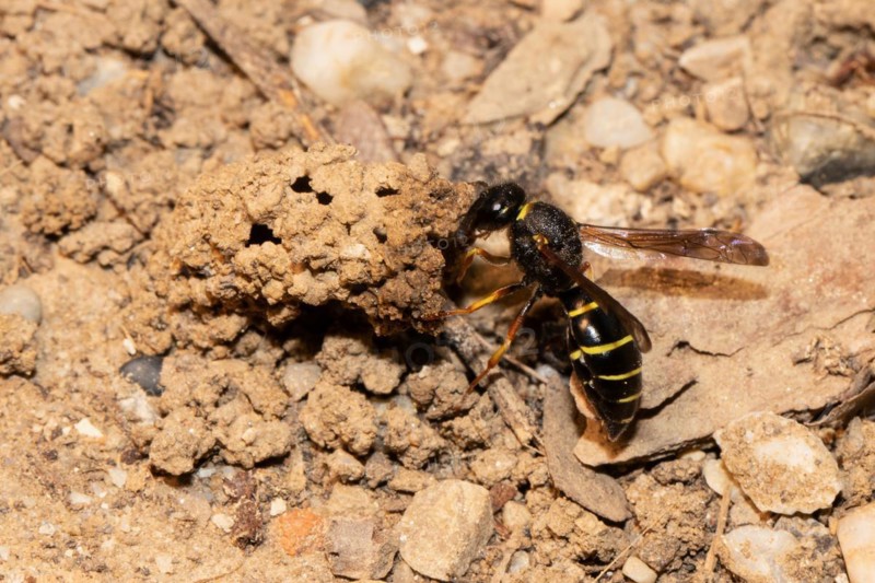Common chimney wasp with open wings hanging from breeding tube seen on the left