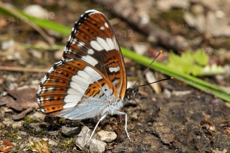 Small Kingfisher Butterfly with closed wings sitting on ground sucking right looking
