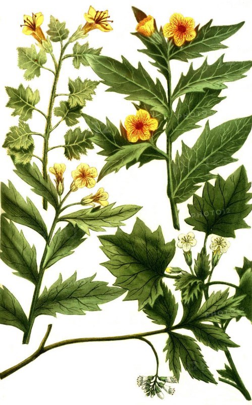 Botany