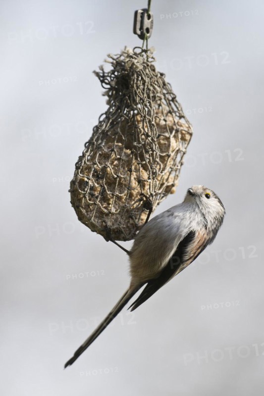 Long-tailed tit