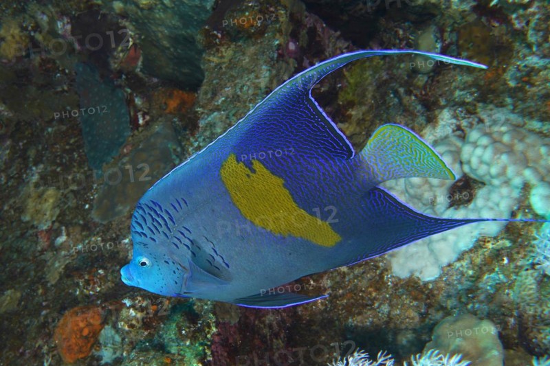 Halfmoon angelfish