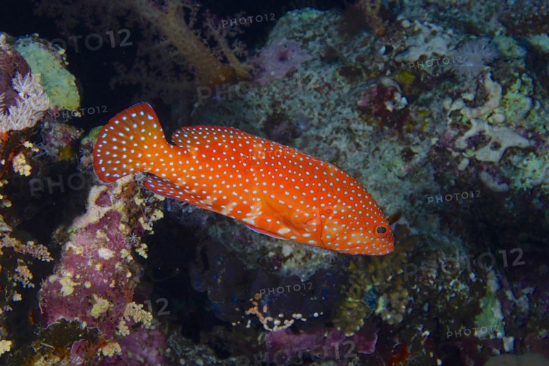 Jewel grouper