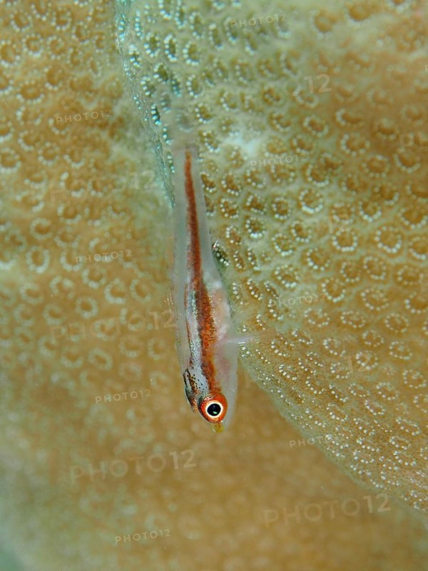Mozambique toothy goby