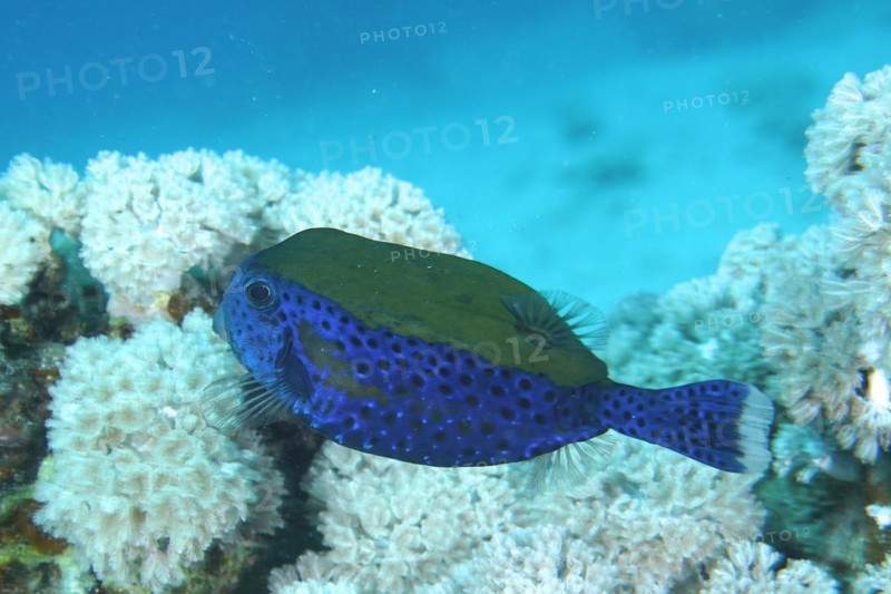 Bluetail trunkfish