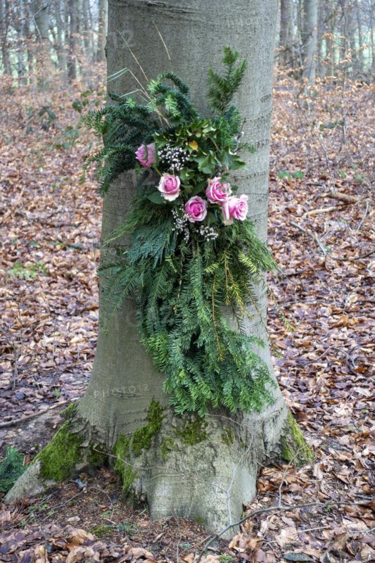 Roses and fir branches on a tree in the Vorharz resting forest Heiningen monastery estate