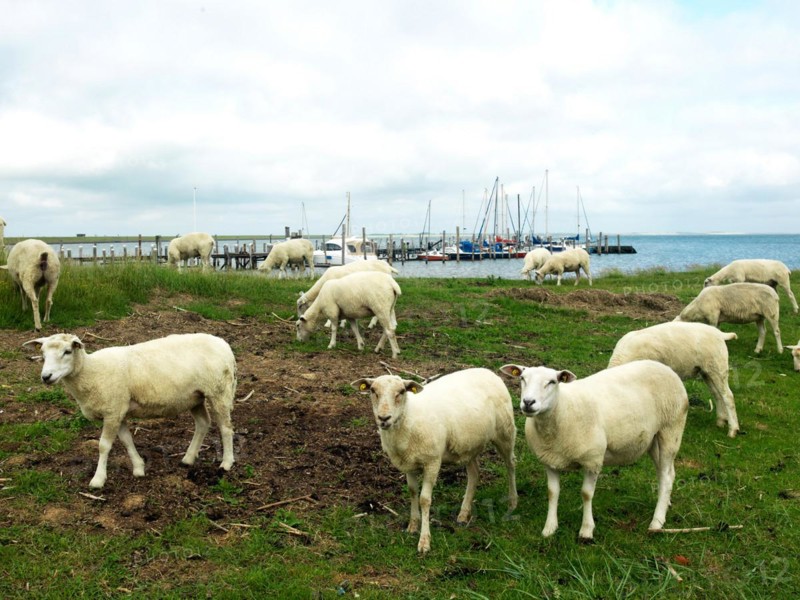 Sheep near Rantum