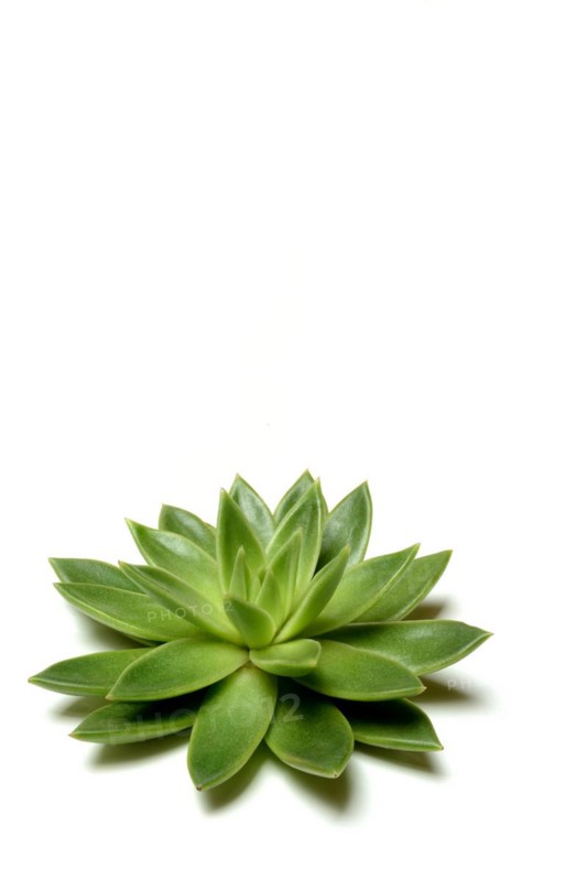 Leaf rosette of an echeveria