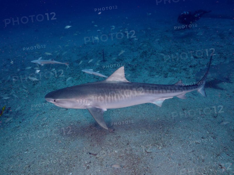 Tiger shark