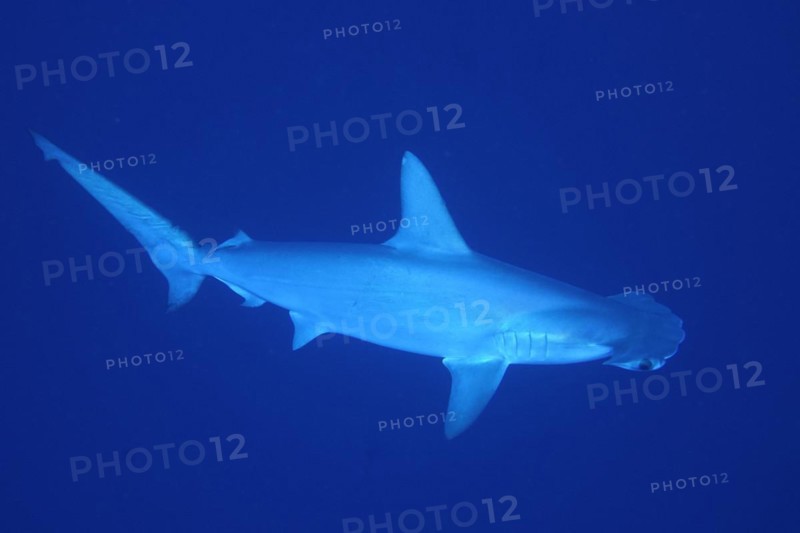 Scalloped hammerhead