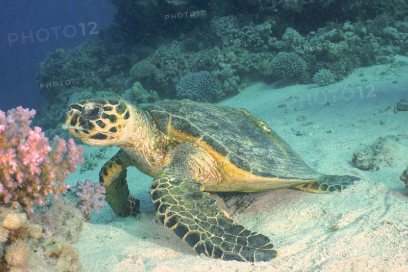 Hawksbill sea turtle