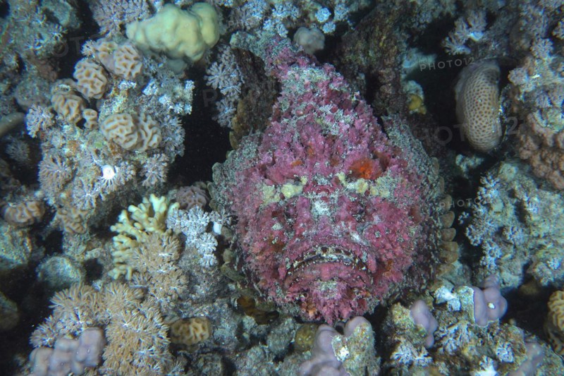 Portrait of a stonefish