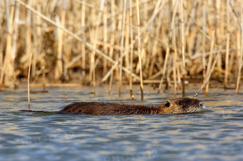 Nutria