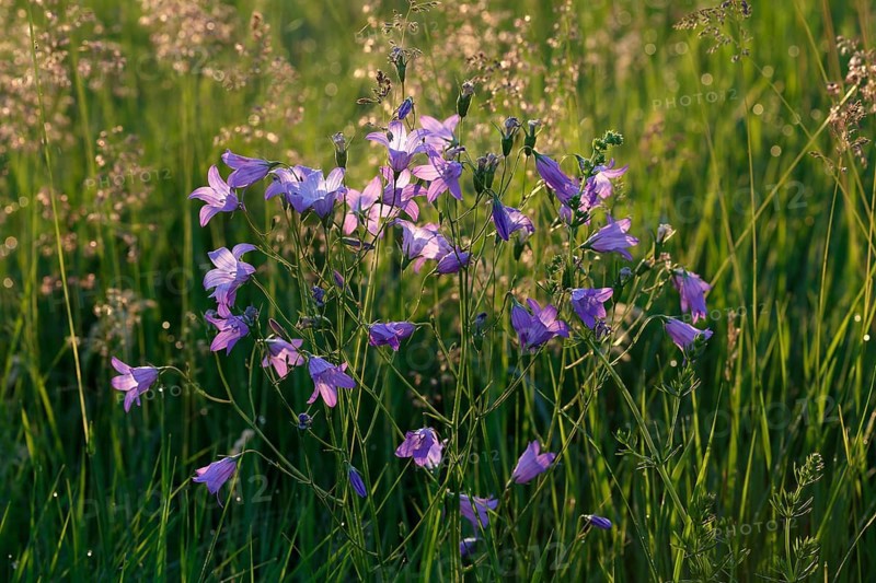Spreading bellflower