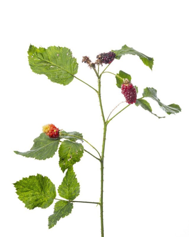 Blackberry