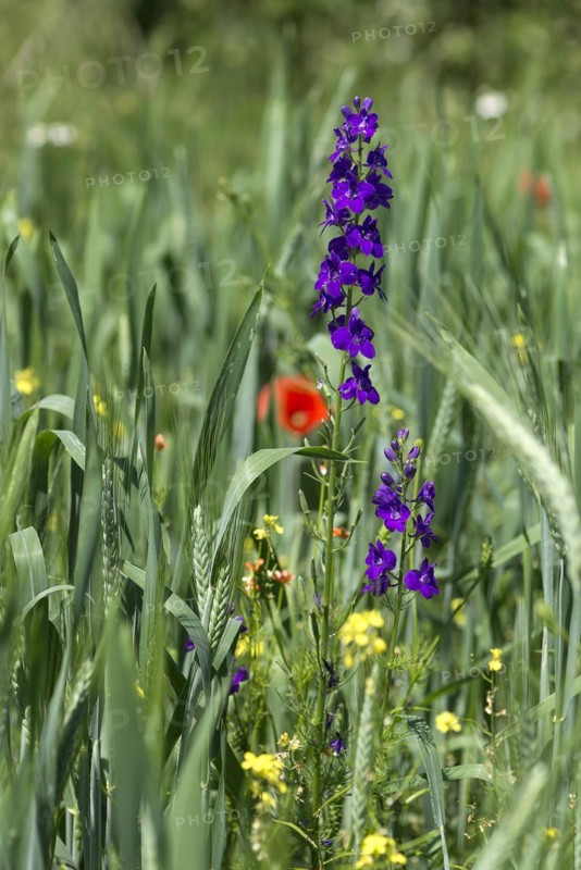 (Delphinium) in a cornfield, Bavaria, Germany ???