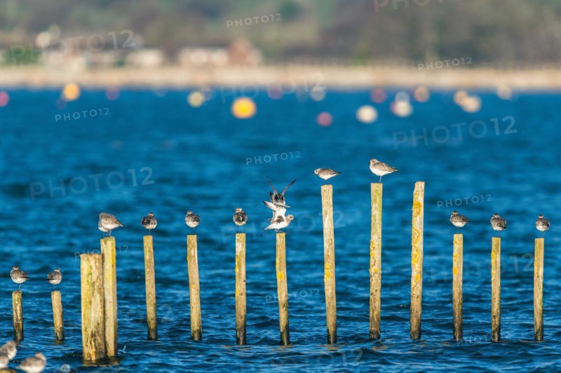 Grey Plover