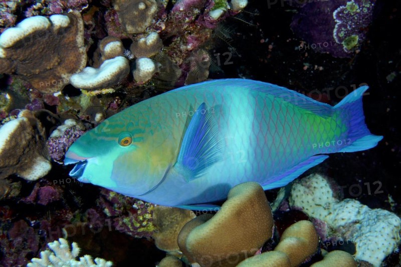 Rusty parrotfish