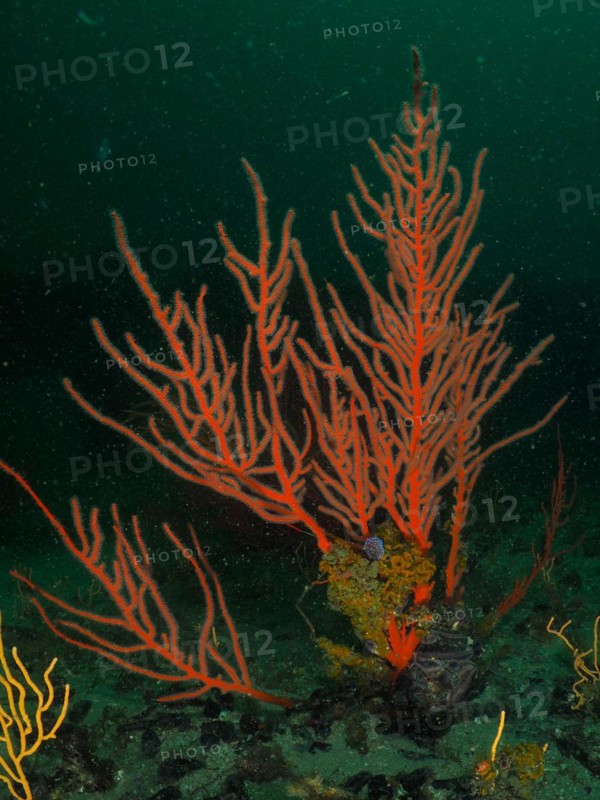 Red palmate sea fan