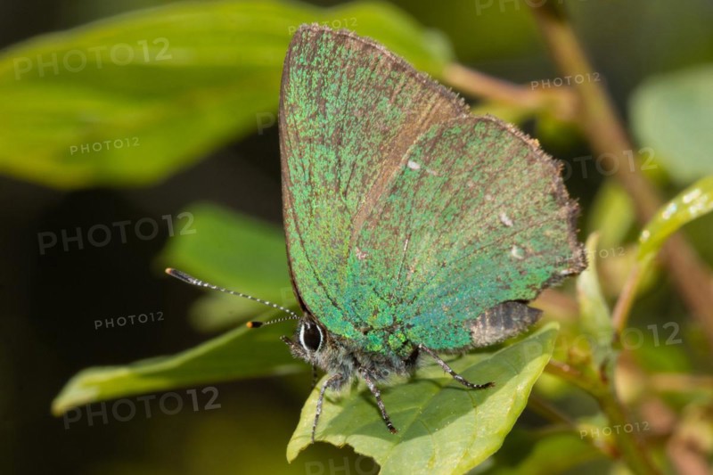 Green Fritillary