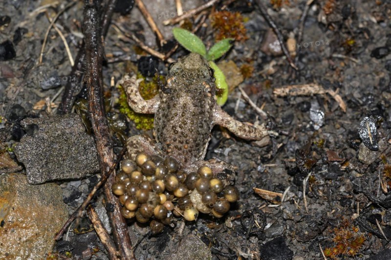 Common midwife toad