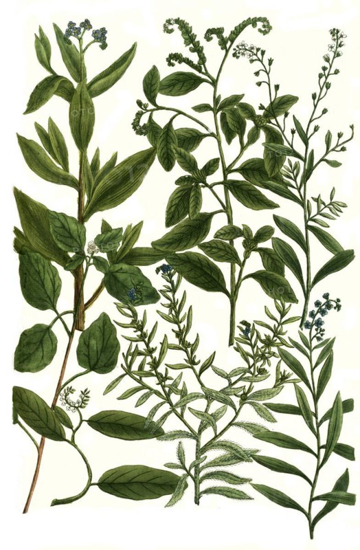 Botany