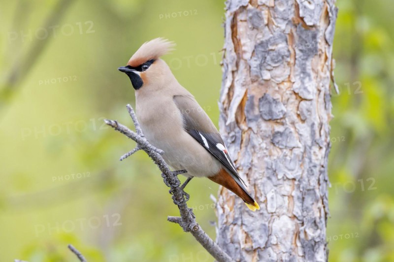 Bohemian waxwing
