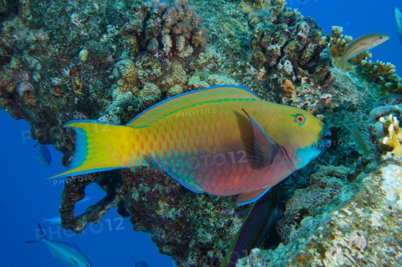 Female green-rumped parrotfish