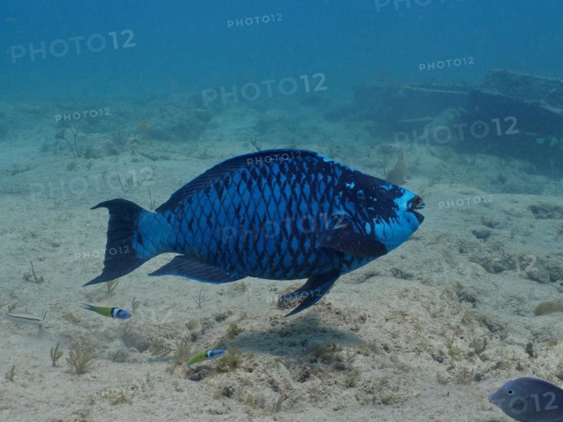 Midnight parrotfish