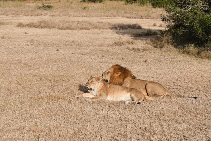 Lions