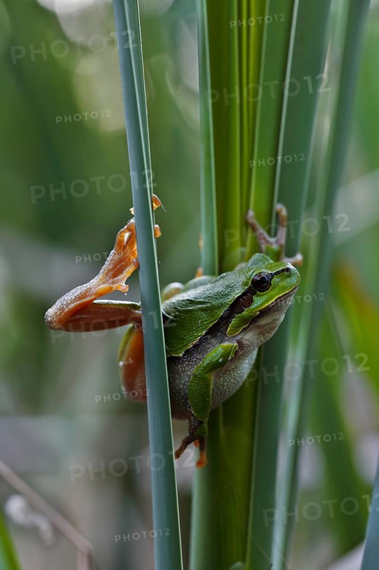 European tree frog
