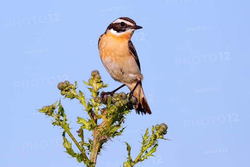 Whinchat