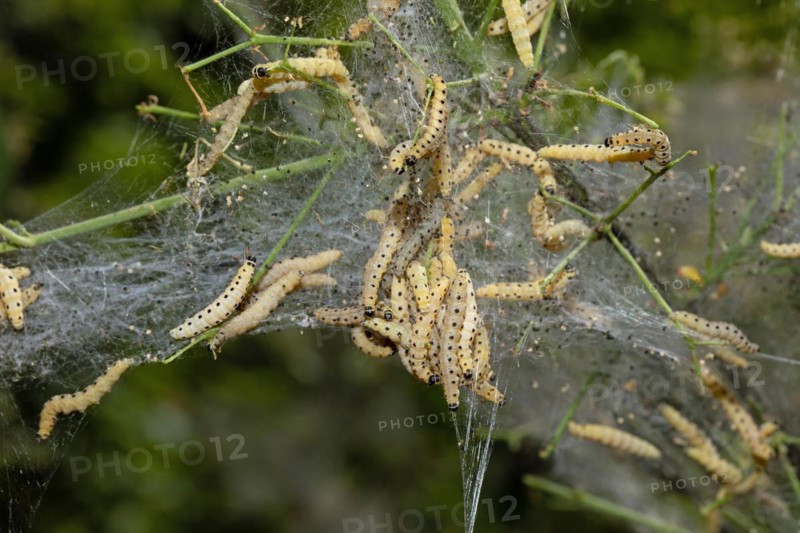 Weeping cherry moth several caterpillars in a common web
