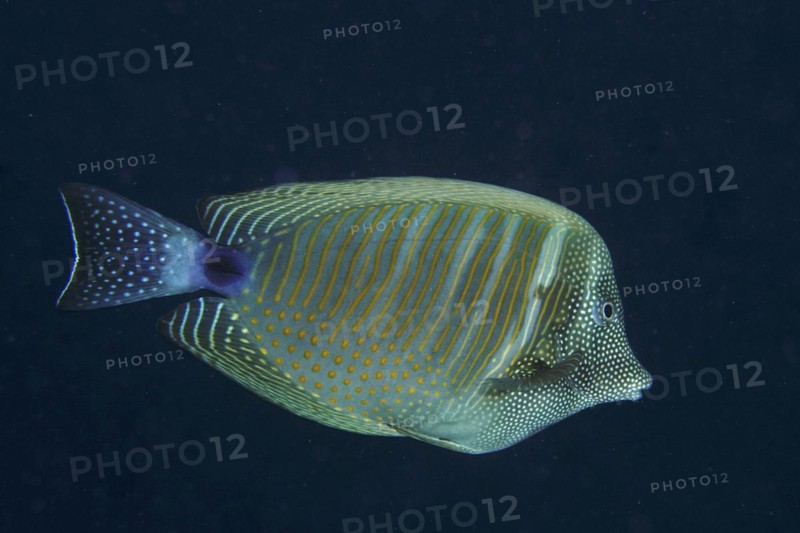 Desjardins sailfin tang