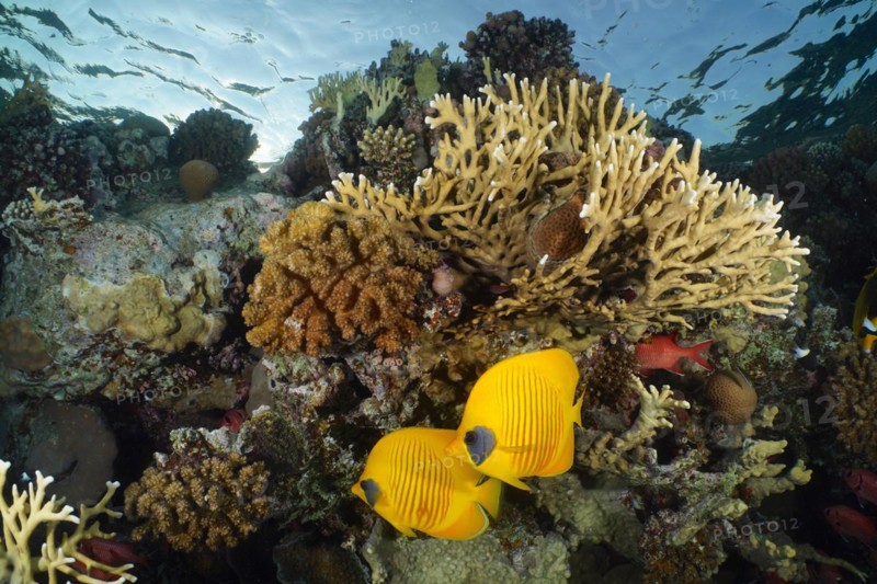 Pair of bluecheek butterflyfish