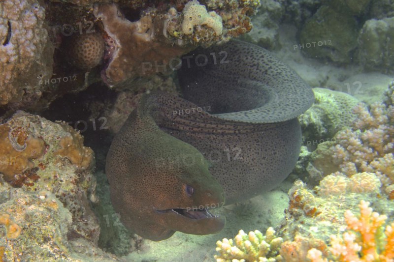 Giant Moray