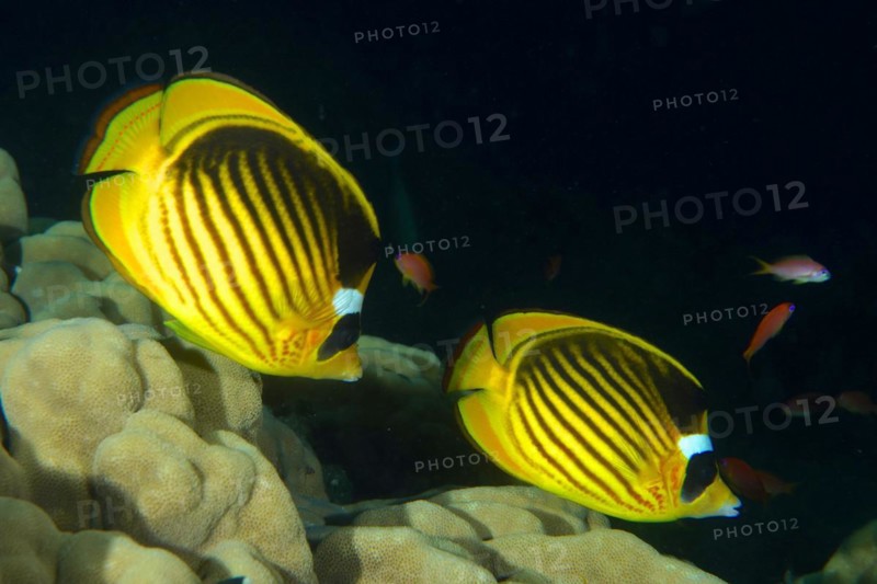 Pair of diagonal butterflyfish