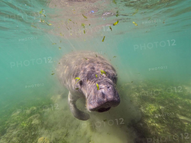 West indian manatee
