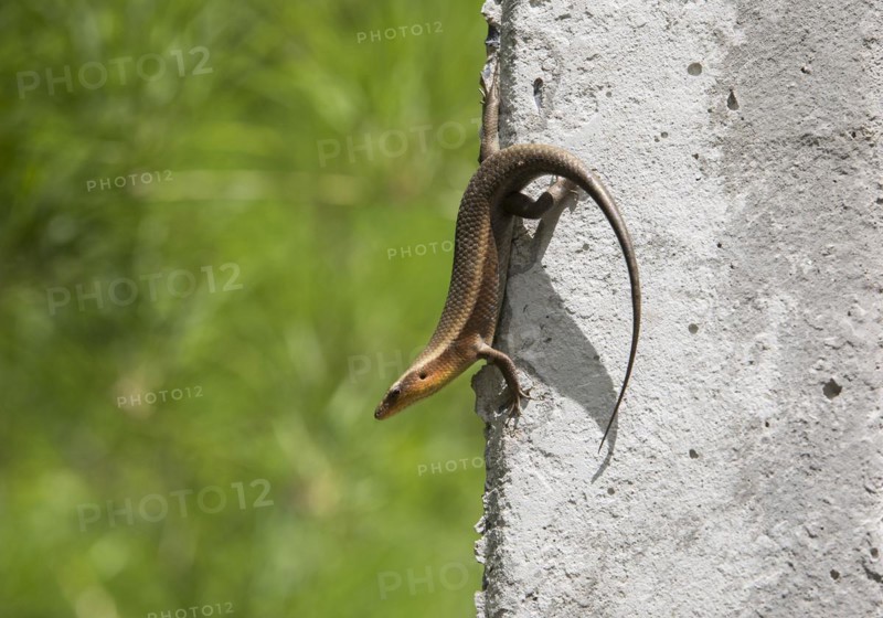 Many-striped mabuye