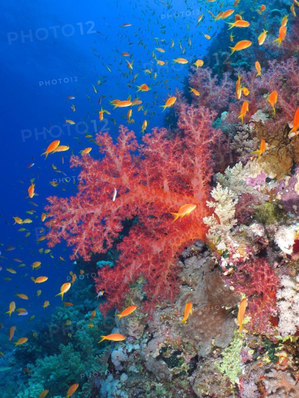 Klunzingers klunzingers soft coral